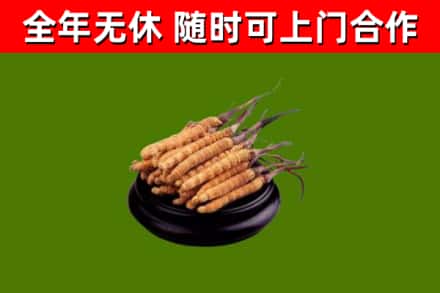 平顺回收散虫草